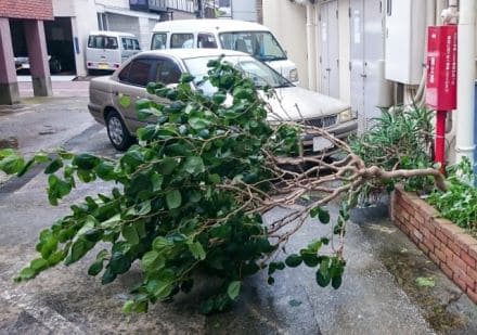 自動車フロントガラスの台風対策